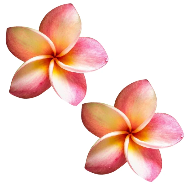 Plumeria PastiesCoral Large